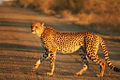 Thumbnail for version as of 22:03, 23 August 2008