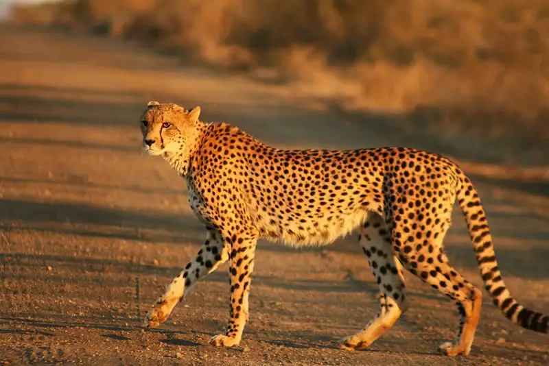 File:Cheetah Kruger.jpg
