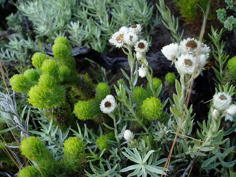 File:Fynbos plants.jpg