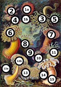 Haeckel Actiniae big spots.jpg