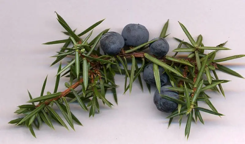 File:Jun com cones.jpg