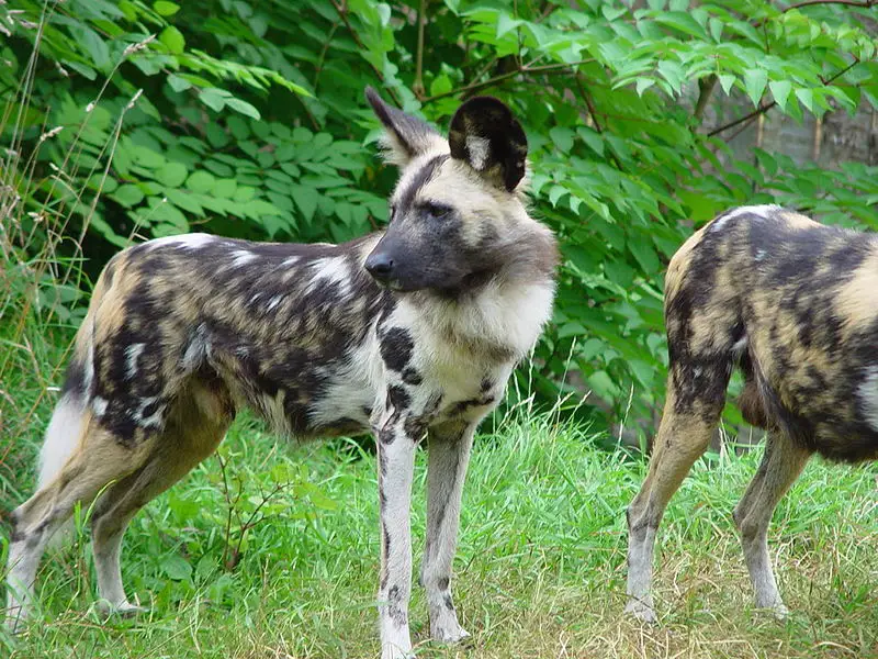 File:Lycaon pictus pg.jpg