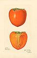 Thumbnail for version as of 00:04, 6 August 2008