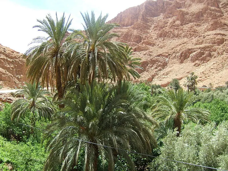 File:Phoenix dactylifera1.jpg