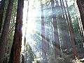 Thumbnail for version as of 07:00, 10 May 2008
