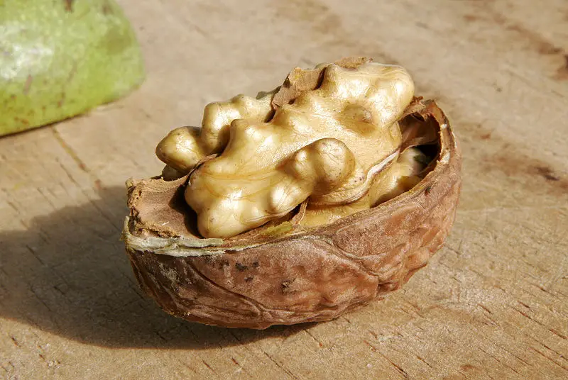 File:Walnut03.jpg