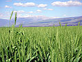 Thumbnail for version as of 15:42, 16 August 2007