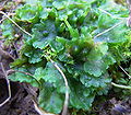 Thumbnail for version as of 15:26, 6 August 2006