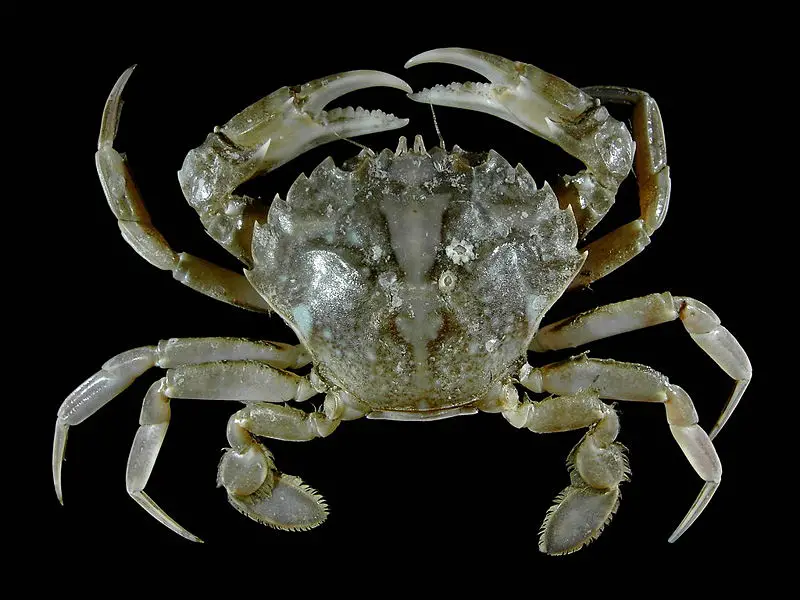 File:Liocarcinus vernalis.jpg