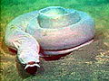 Thumbnail for version as of 02:12, 1 June 2008