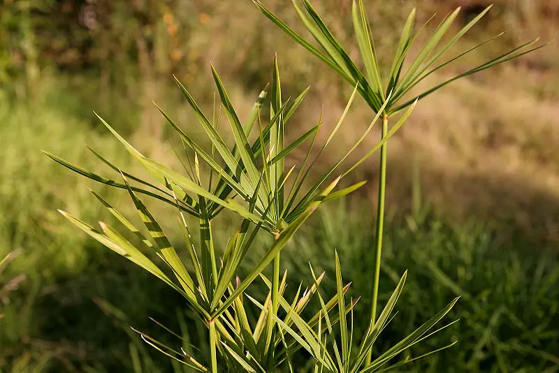 File:Papyrus plant.jpg