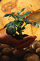Thumbnail for version as of 15:22, 28 June 2006
