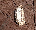 Thumbnail for version as of 03:55, 27 October 2007