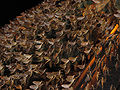 Thumbnail for version as of 15:29, 18 October 2007