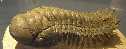 Ordovician - New World Encyclopedia