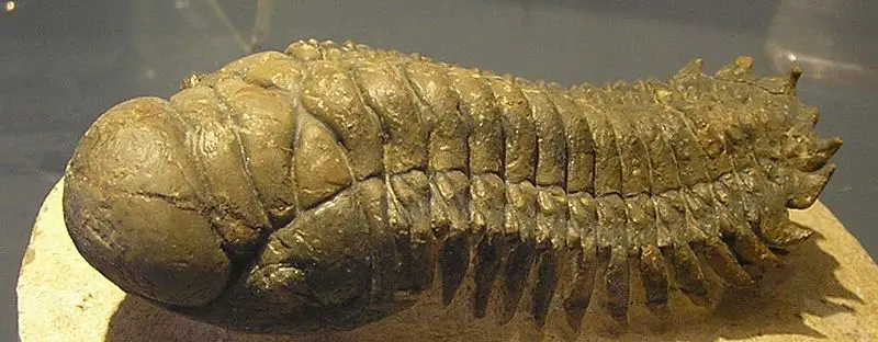 File:Trilobite 3D.jpg