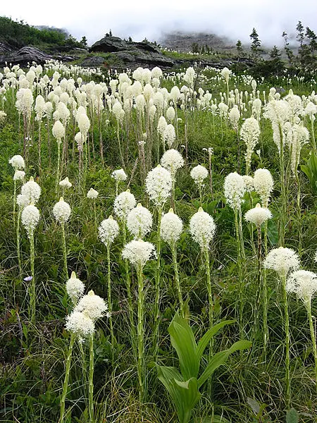 File:Beargrass.jpg