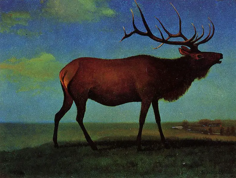 File:Bierstadt Albert Elk.jpg