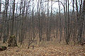 Thumbnail for version as of 17:07, 14 May 2006