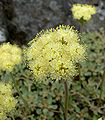 Thumbnail for version as of 22:04, 14 August 2008