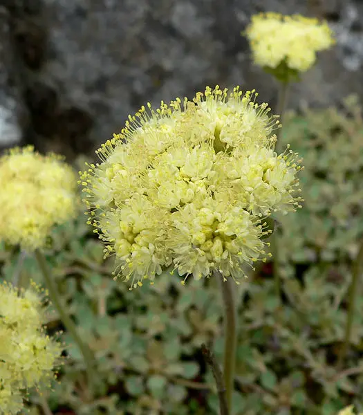 File:Eriogonum ursinum 3.jpg