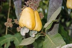 Cashews ready for harvest in Guinea-Bissau