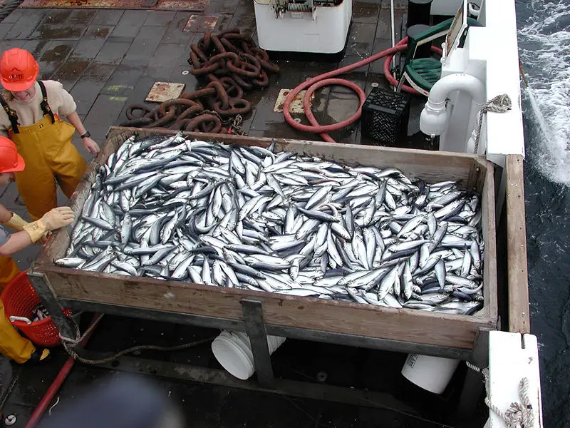 File:Herring catch-Sep200.jpg