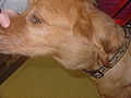 Thumbnail for version as of 20:55, 10 July 2007