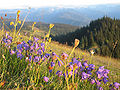 Thumbnail for version as of 02:58, 3 June 2008