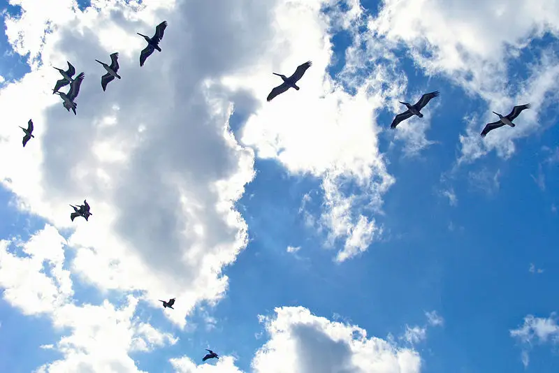 File:PelicanosFlock.jpg