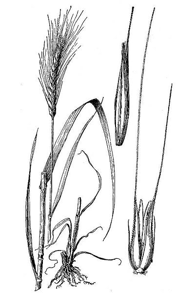 File:Secale cereale illustration.jpg