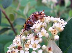 Beetle - New World Encyclopedia