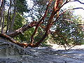 Thumbnail for version as of 19:15, 19 February 2009