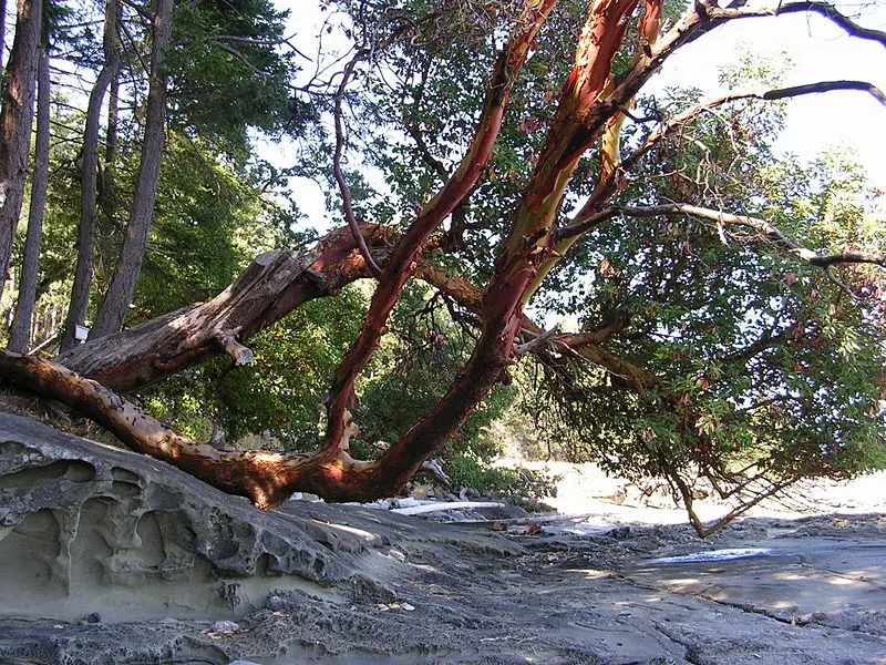 File:Arbutus sandstone.JPG