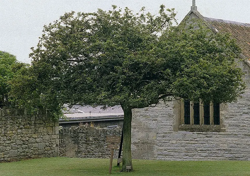 File:Glastonbury Thorn.jpg