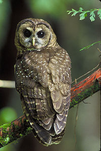 The rare Northern Spotted Owl Strix occidentalis caurina