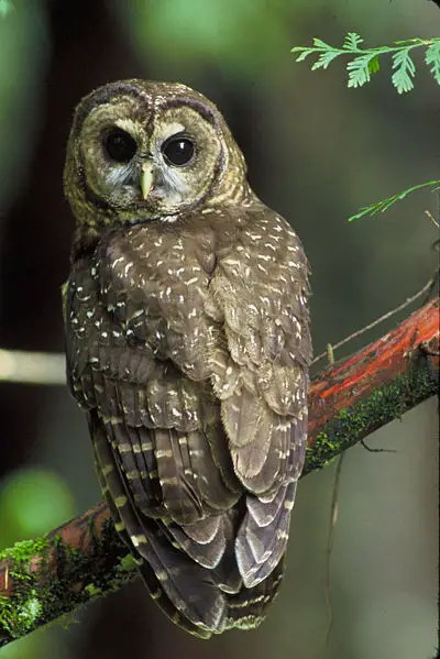 File:Northern Spotted Owl.USFWS-thumb.jpg