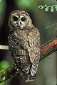 Thumbnail for version as of 01:47, 22 January 2007