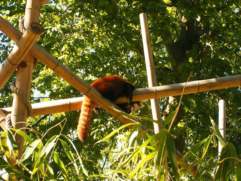 File:Redpandaparis.JPG