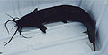 Thumbnail for version as of 01:13, 12 January 2007