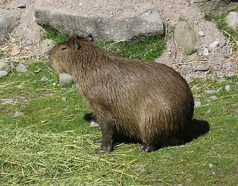 File:Hydrochoerus hydrochaeris.jpg