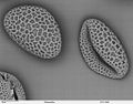 Thumbnail for version as of 02:54, 10 December 2007