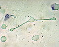 Thumbnail for version as of 21:14, 5 May 2007