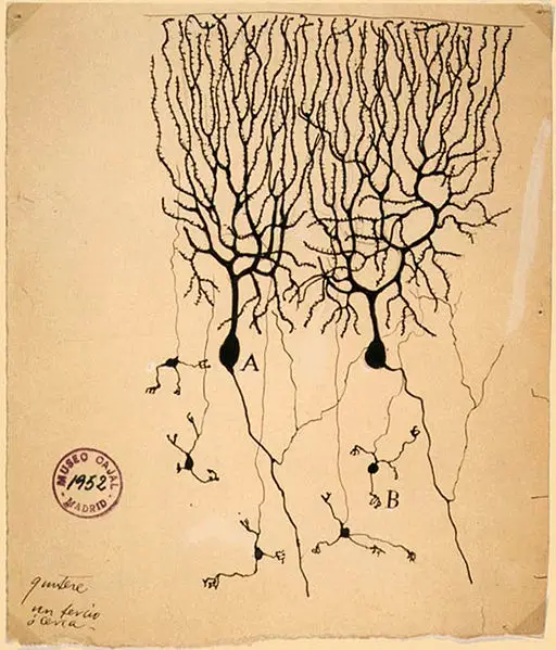 File:PurkinjeCell.jpg