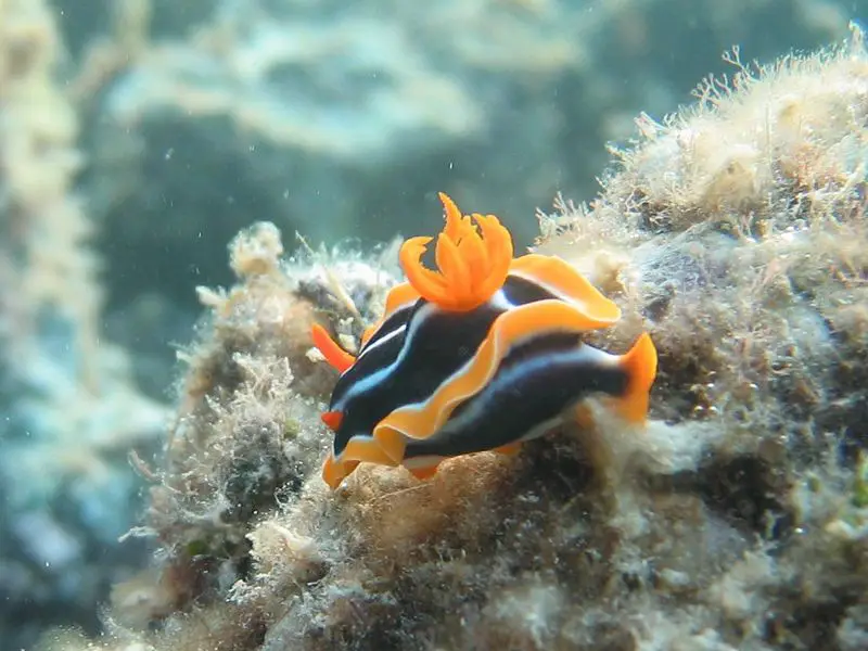 File:Pyjamas nudibranch from Hurghada.jpg