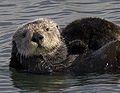 Thumbnail for version as of 01:51, 27 October 2008