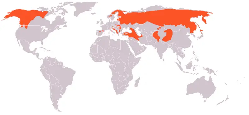 File:Ursus arctos distribution.png