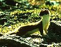 Thumbnail for version as of 00:04, 23 November 2008