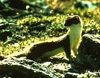 Longtail Weasel