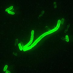 Yersinia pestisseen at 2000x magnification. This bacterium, carried and spread by fleas, is the cause of the various forms of the disease plague. Source: CDC
